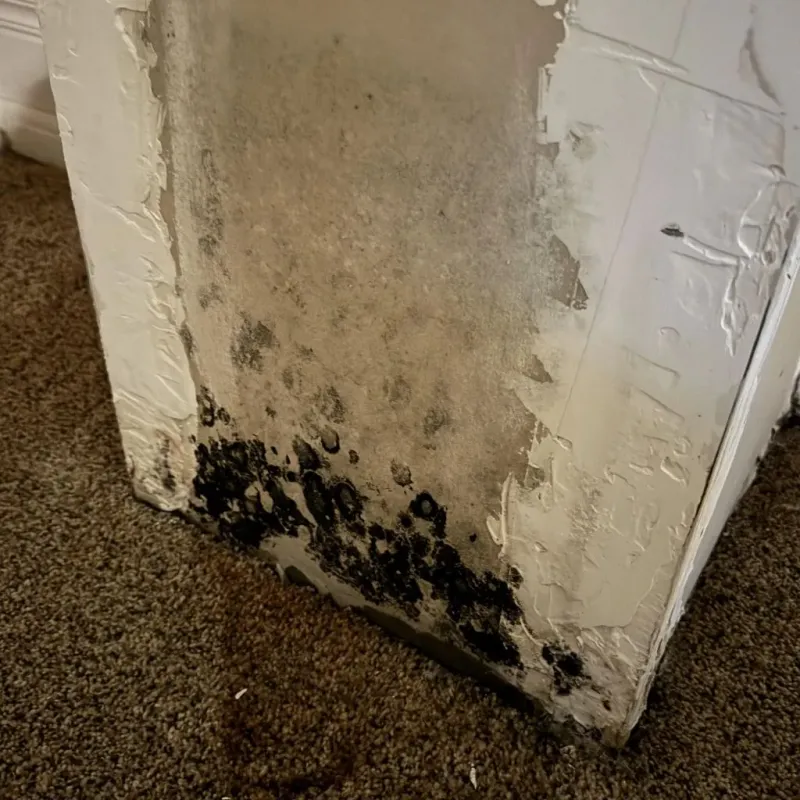 Professional Mold Removal in Millbrook, AL